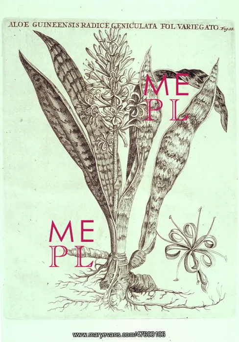 : Sanseveria hyacinthoides, bowstring hemp : Sanseveria hyacinthoides, bowstring hemp