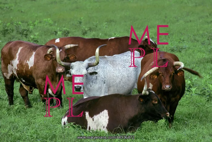 : Four Santa Gertrudis King Ranch Breed Cattle and : Four Santa Gertrudis King Ranch Breed Cattle and