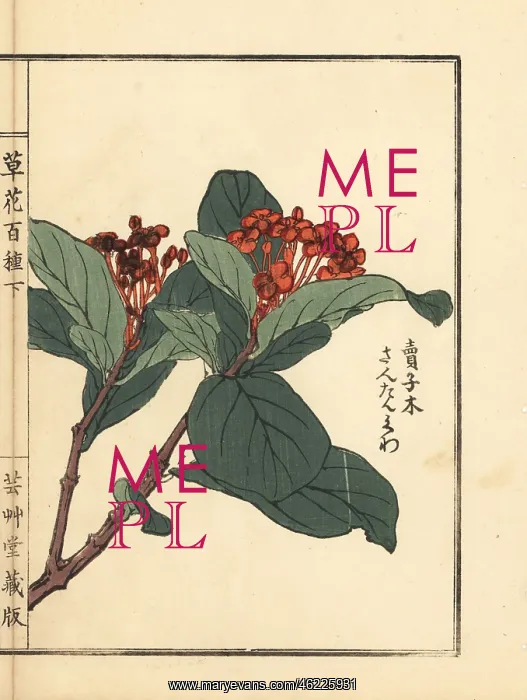 : Santanka or jungle geranium, Ixora coccinea : Santanka or jungle geranium, Ixora coccinea
