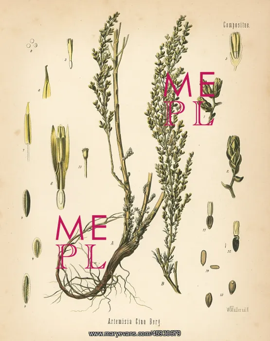 : Santonica or wormseed, Artemisia cina : Santonica or wormseed, Artemisia cina