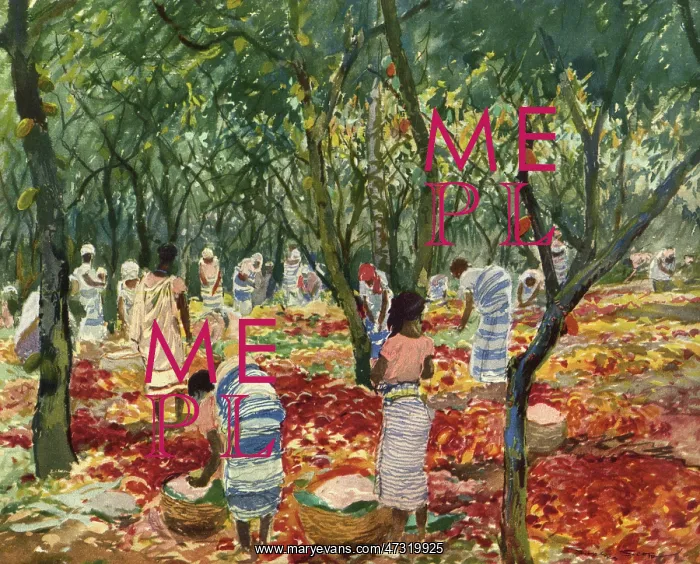: SAO TOME COCOA HARVEST : SAO TOME COCOA HARVEST