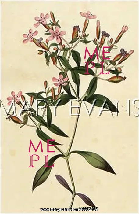  : SAPONARIA OCYMOIDES