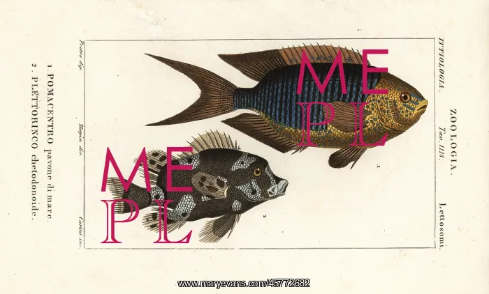 : Sapphire damsel and harlequin sweetlips : Sapphire damsel and harlequin sweetlips