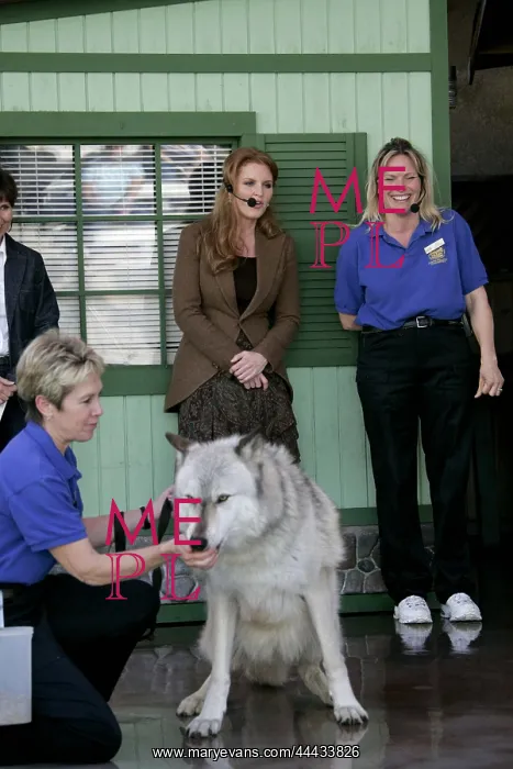 : Sarah Ferguson & Wolf Sarah Ferguson & Wolf : Sarah Ferguson & Wolf Sarah Ferguson & Wolf