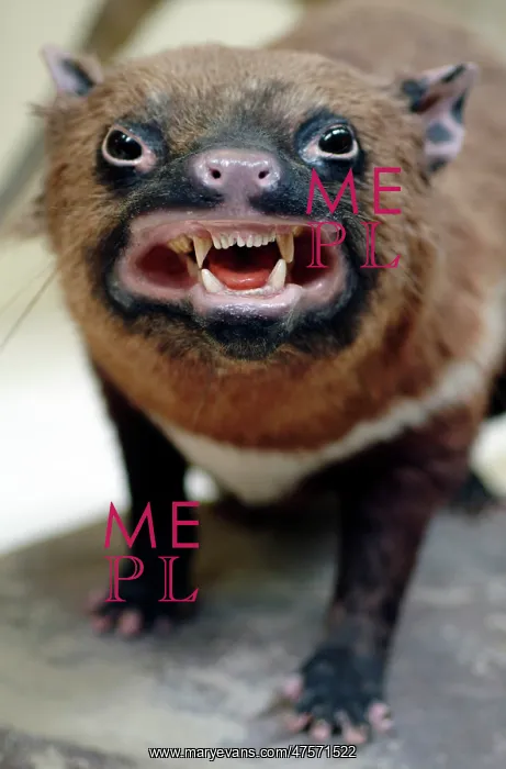 : Sarcophilus laniarius, Tasmanian devil : Sarcophilus laniarius, Tasmanian devil