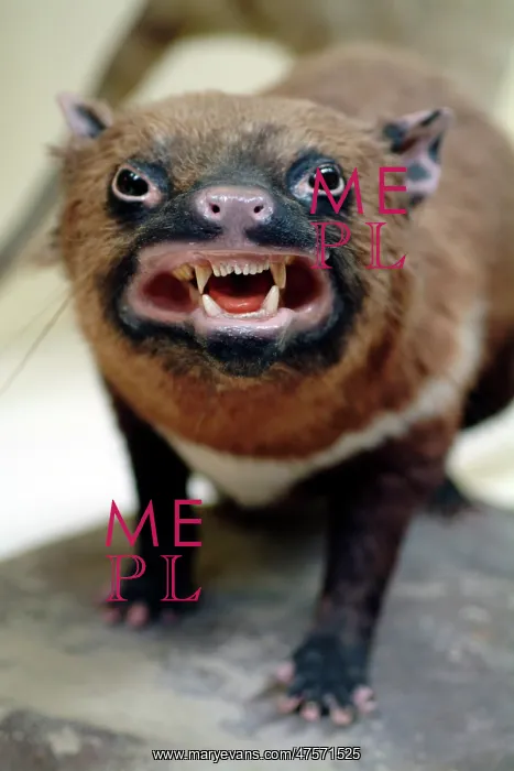 : Sarcophilus laniarius, Tasmanian devil : Sarcophilus laniarius, Tasmanian devil
