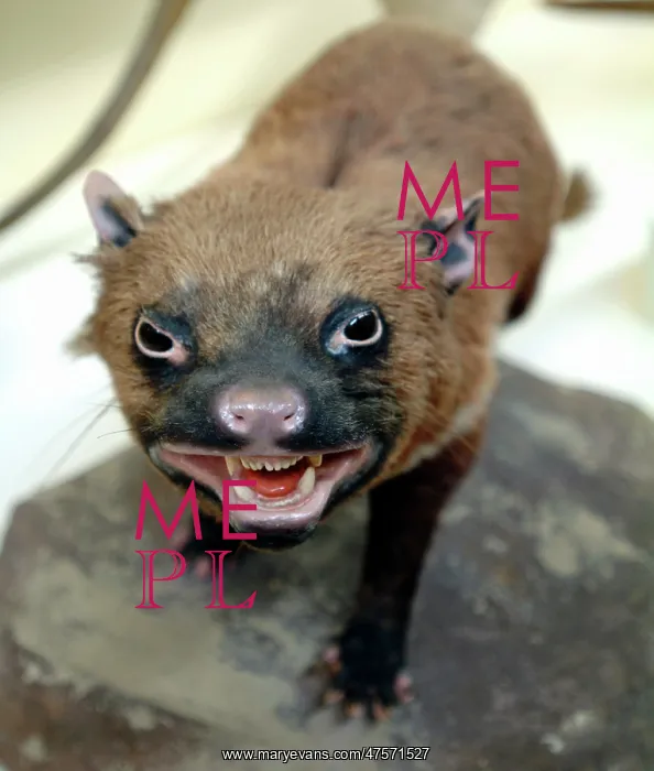 : Sarcophilus laniarius, Tasmanian devil : Sarcophilus laniarius, Tasmanian devil