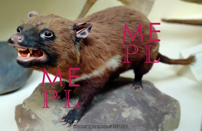 : Sarcophilus laniarius, Tasmanian devil : Sarcophilus laniarius, Tasmanian devil