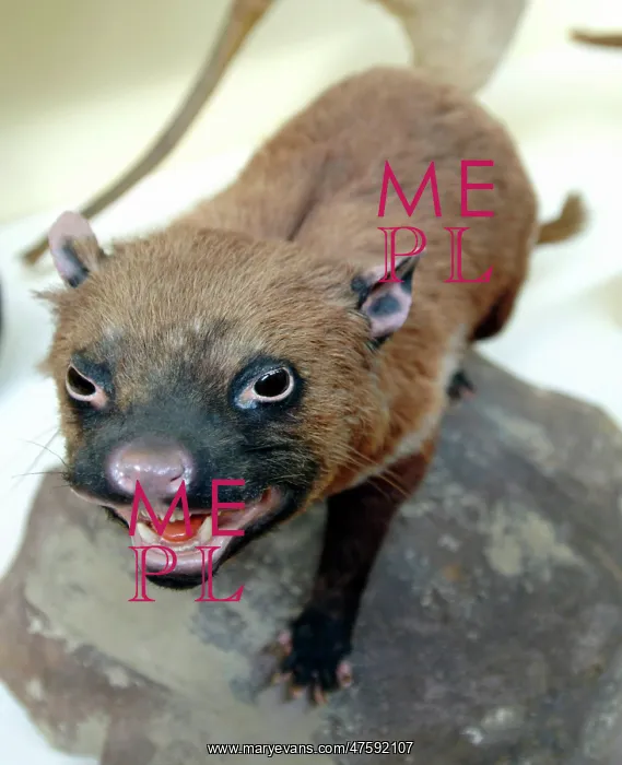 : Sarcophilus laniarius, Tasmanian devil : Sarcophilus laniarius, Tasmanian devil