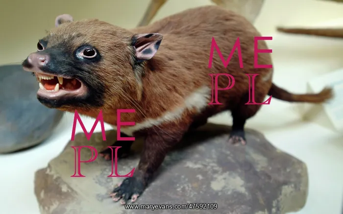 : Sarcophilus laniarius, Tasmanian devil : Sarcophilus laniarius, Tasmanian devil