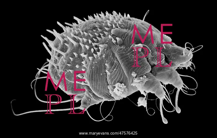 : Sarcoptes scabiei, scabies mite : Sarcoptes scabiei, scabies mite