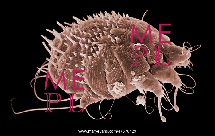 : Sarcoptes scabiei, scabies mite : Sarcoptes scabiei, scabies mite
