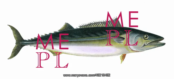 : Sarda sarda, or Pelamis sarda : Sarda sarda, or Pelamis sarda