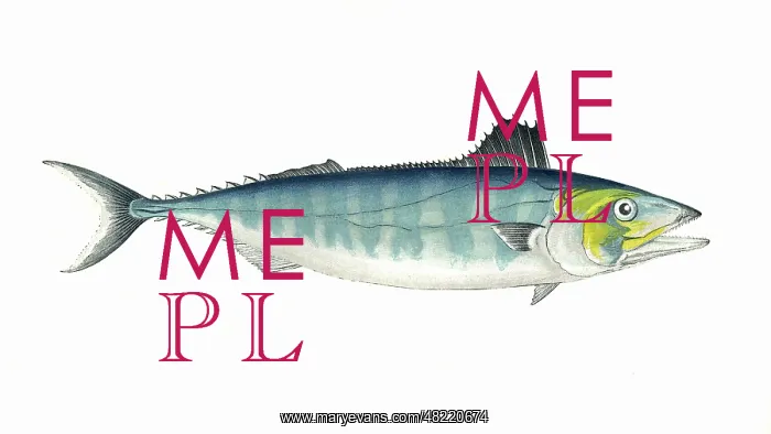 : Sarda sarda, or Short-Finned Tunny : Sarda sarda, or Short-Finned Tunny