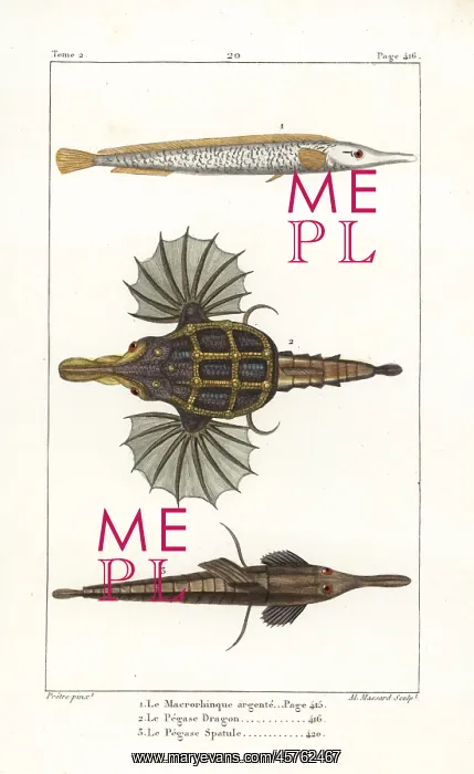  : Sargassum pipefish, little dragonfish, and longtail seamouth