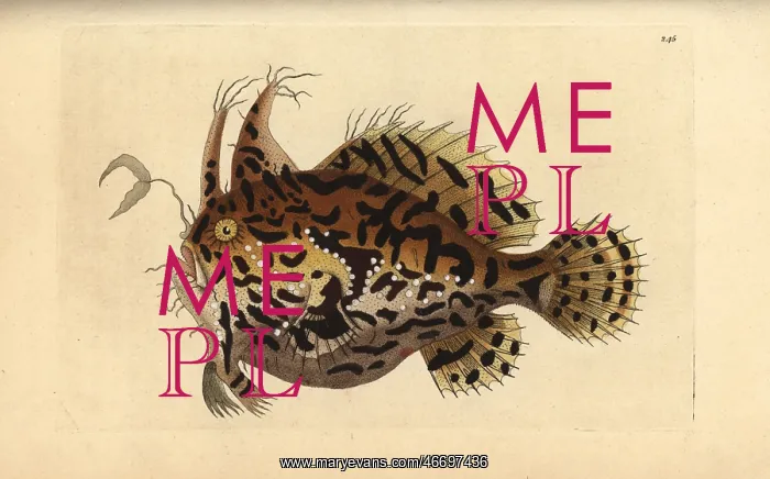 : Sargassumfish, Histrio histrio : Sargassumfish, Histrio histrio