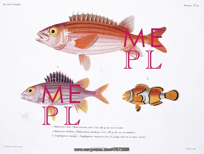 : Sargocentron hastatum, red squirrelfish, Amphiprion percula : Sargocentron hastatum, red squirrelfish, Amphiprion percula