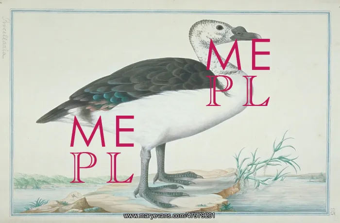 : Sarkidiornis melanotus, comb duck : Sarkidiornis melanotus, comb duck