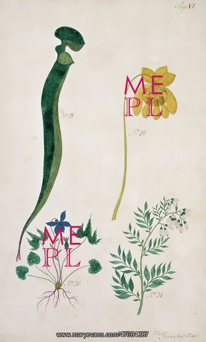 : Sarracenia flava, trumpet leaf : Sarracenia flava, trumpet leaf