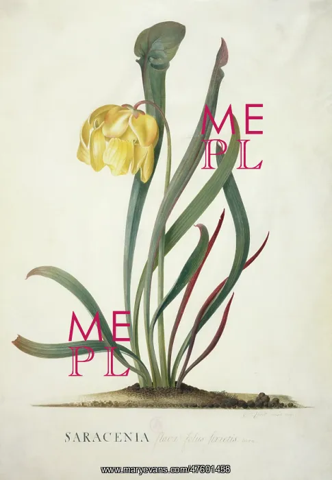 : Sarracenia flava, trumpets : Sarracenia flava, trumpets