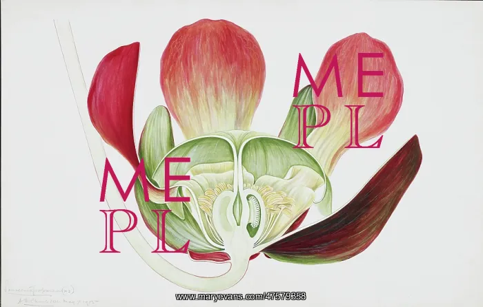 : Sarracenia purpurea, pitcherplant : Sarracenia purpurea, pitcherplant