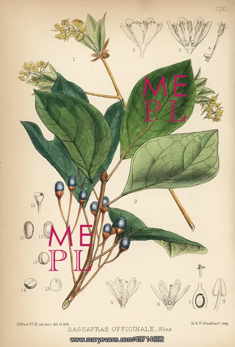 : Sassafras, Sassafras albidum : Sassafras, Sassafras albidum