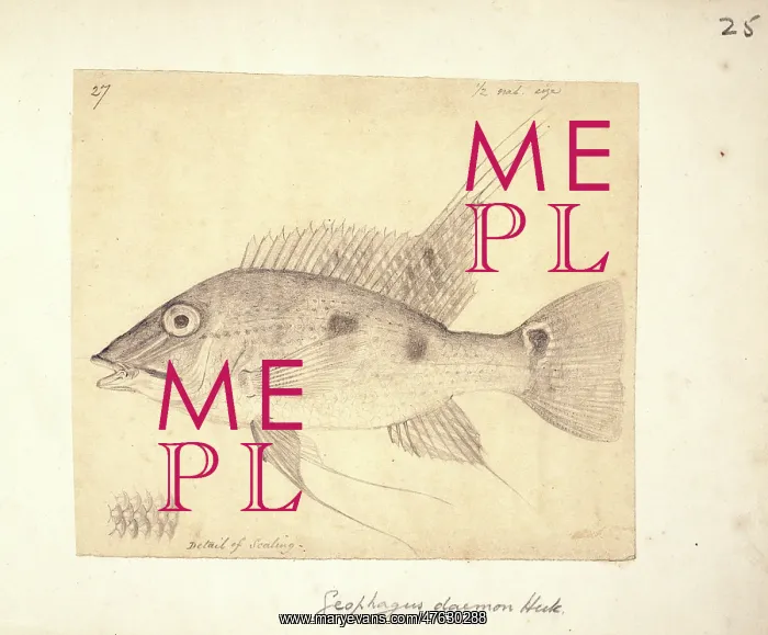 : Satanoperca daemon (Geophagus daemon) : Satanoperca daemon (Geophagus daemon)