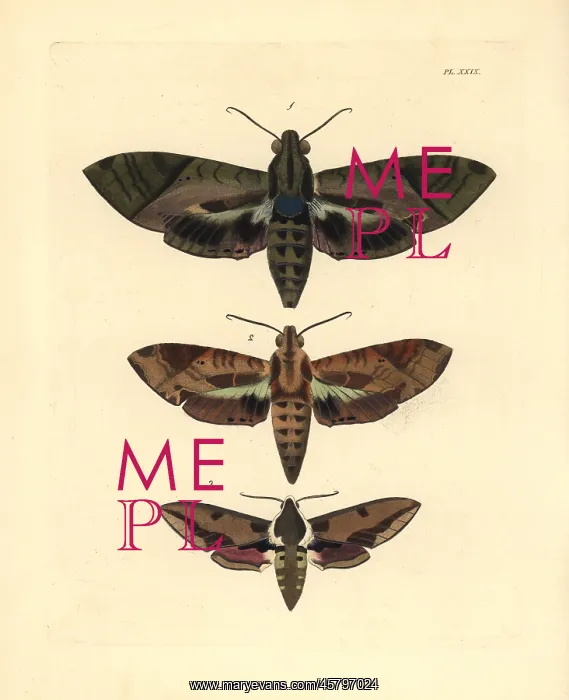 : Satellite sphinx and spurge hawkmoth : Satellite sphinx and spurge hawkmoth