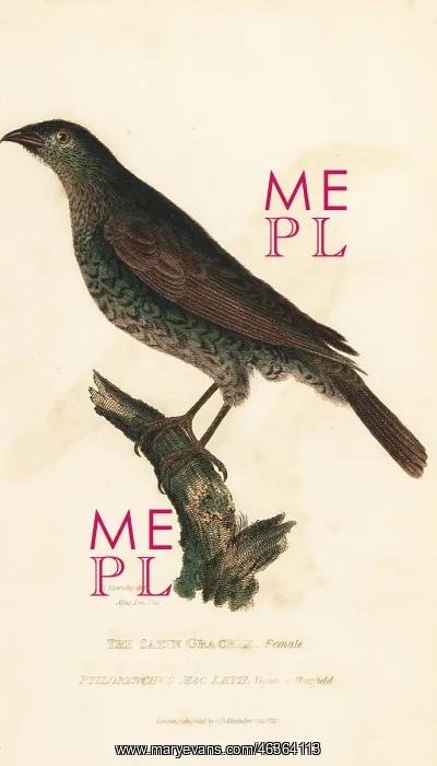 : Satin bowerbird, Ptilonorhynchus violaceus : Satin bowerbird, Ptilonorhynchus violaceus