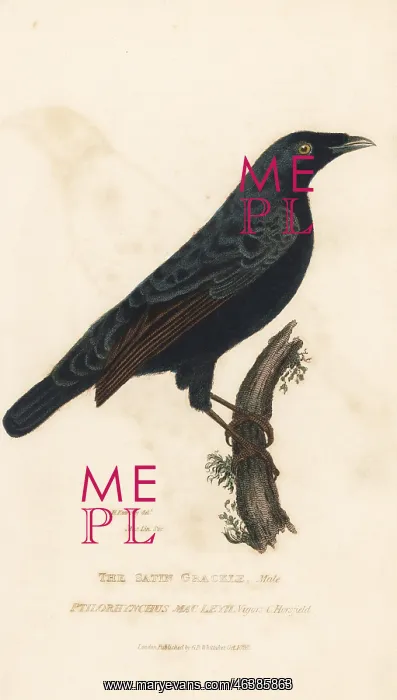 : Satin bowerbird, Ptilonorhynchus violaceus : Satin bowerbird, Ptilonorhynchus violaceus