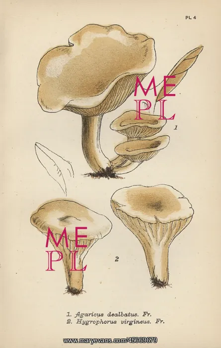 : Satiny mushroom, Agaricus dealbatus 1, and : Satiny mushroom, Agaricus dealbatus 1, and