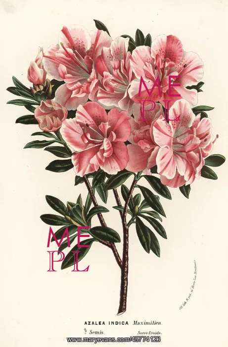 : Satsuki azalea, Rhododendron indicum : Satsuki azalea, Rhododendron indicum