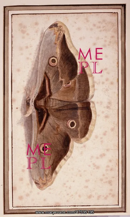 : Saturnia pyripavonia, emperor moth : Saturnia pyripavonia, emperor moth