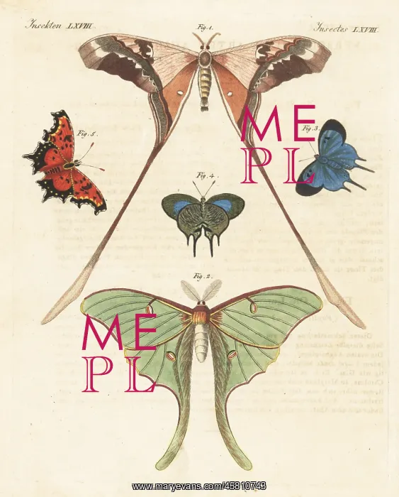 : Saturnid moth, luna moth, Arcas imperialis and grey comma : Saturnid moth, luna moth, Arcas imperialis and grey comma