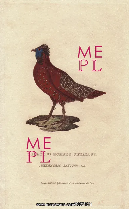 : Satyr tragopan, Tragopan satyra : Satyr tragopan, Tragopan satyra
