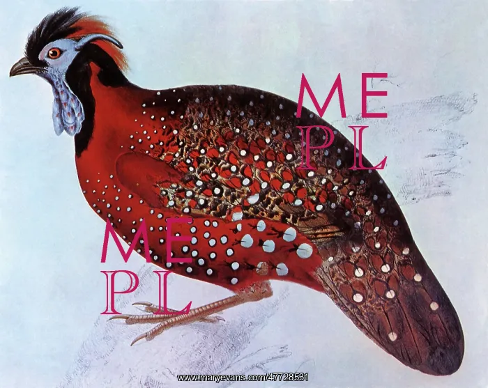  : Satyr Tragopan, Tragopan satyra