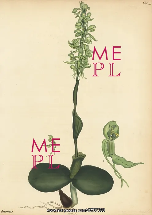 : Satyrium bicorne orchid : Satyrium bicorne orchid