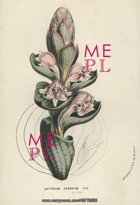 : Satyrium carneum orchid : Satyrium carneum orchid