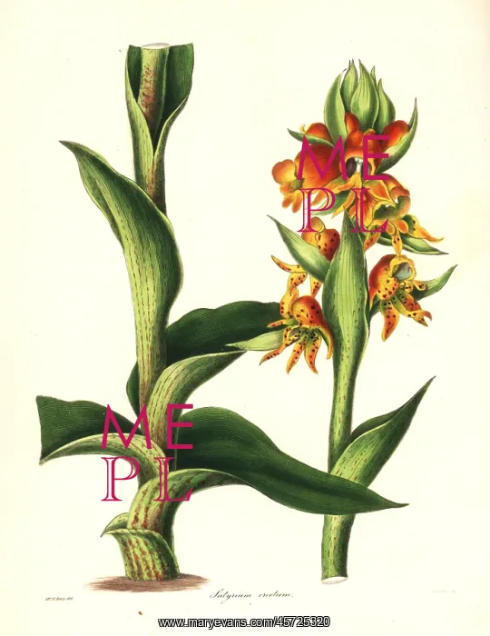 : Satyrium coriifolium orchid : Satyrium coriifolium orchid