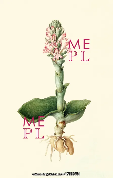  : Satyrium erectum