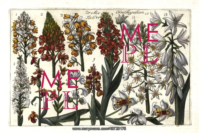: Satyrium orchids and Star of Bethlehem : Satyrium orchids and Star of Bethlehem