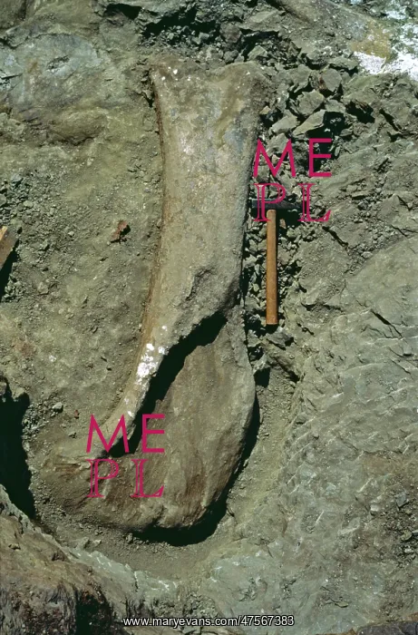  : Sauropod excavation, 1982