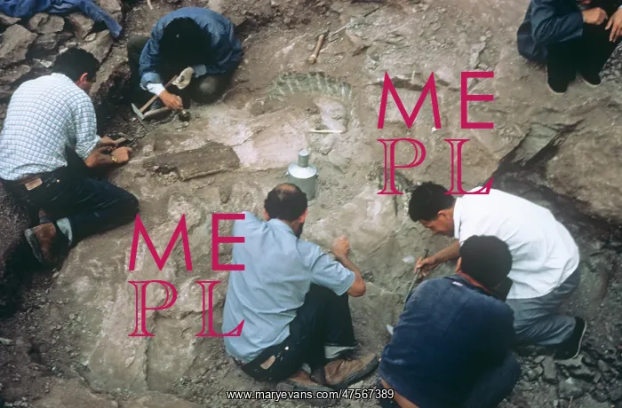 : Sauropod excavation, 1982 : Sauropod excavation, 1982