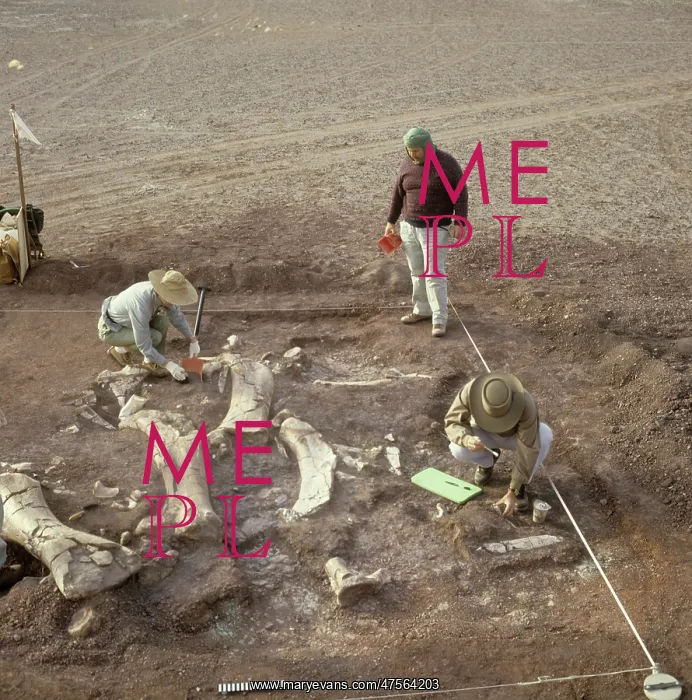 : Sauropod excavation, 1988 : Sauropod excavation, 1988