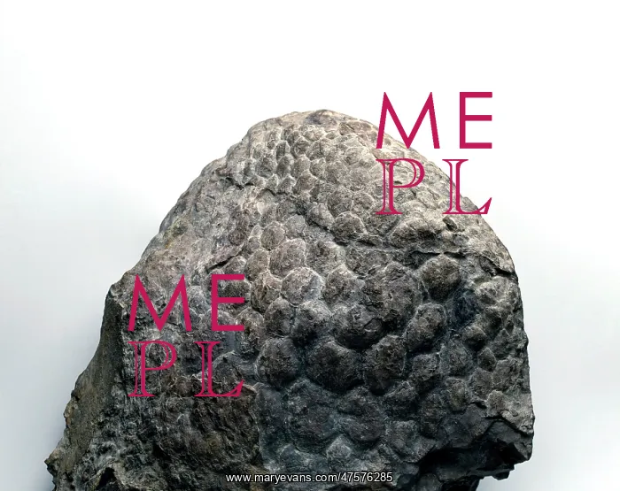 : Sauropod skin impression : Sauropod skin impression
