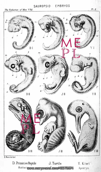 : Sauropsid embryos. From Ernst Haeckel The Evolution : Sauropsid embryos. From Ernst Haeckel The Evolution