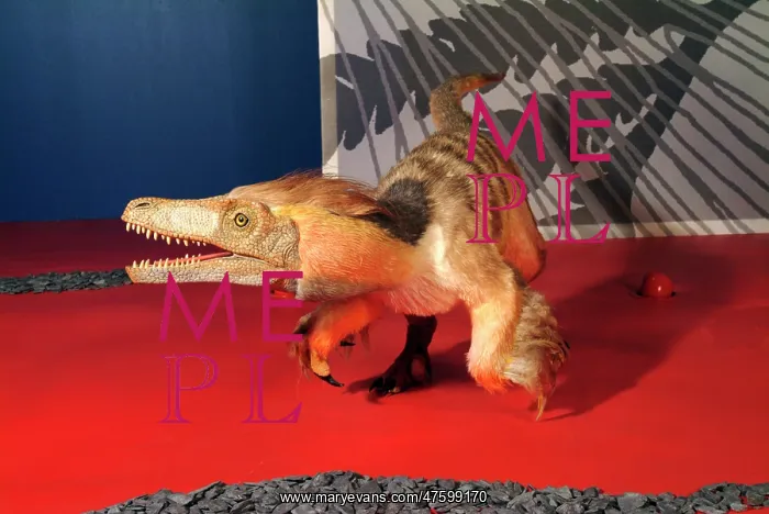 : Saurornitholestes : Saurornitholestes