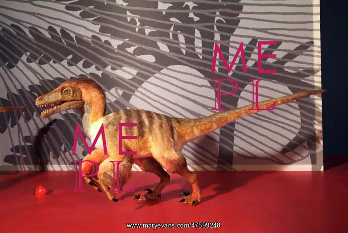 : Saurornitholestes : Saurornitholestes