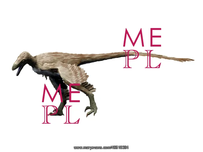  : Saurornitholestes dinosaur