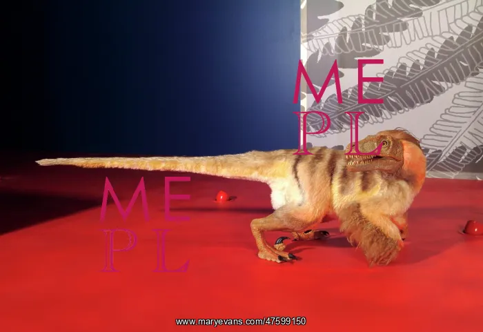 : Saurornitholestes, Upper Cretaceous dinosaur : Saurornitholestes, Upper Cretaceous dinosaur